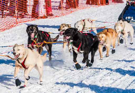 Alaska musher Allen Moore wins Yukon Quest sled dog race