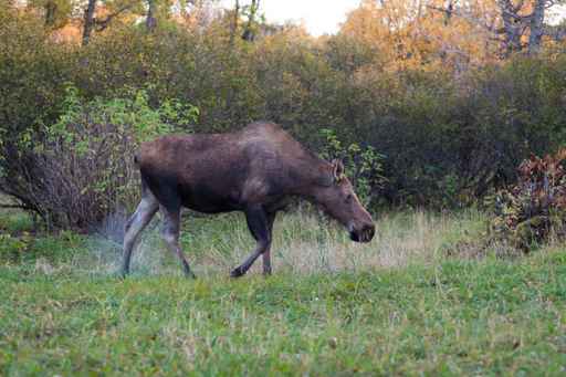 Alaska city moose count relies on tips, DNA-extracting darts