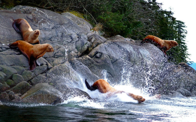 2 Alaska fishermen charged with killing Steller sea lions