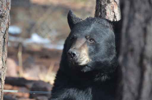 2 bears euthanized in Eagle River following vehicle damage