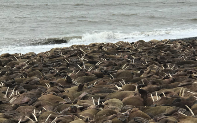 Walrus surprise residents in remote Alaska village