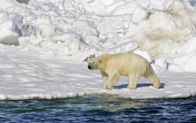Quota raised for subsistence hunting of Chukchi polar bears