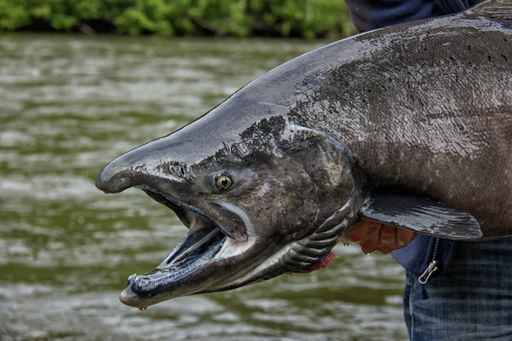 International 10-year salmon preservation plan