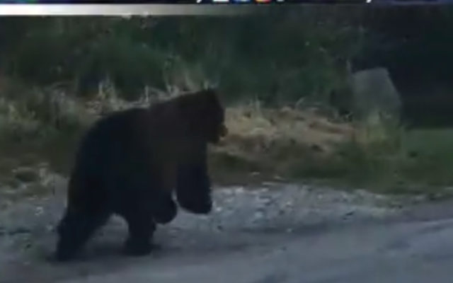 Driver can Bearly Keep Up!