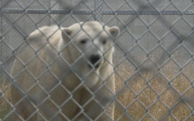 Cranbeary Has Arrived At The Alaska Zoo!