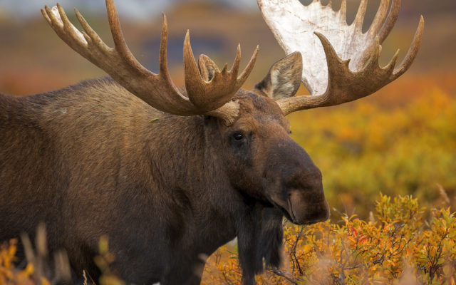 Attention Moose Watchers: The State Needs Your Help!