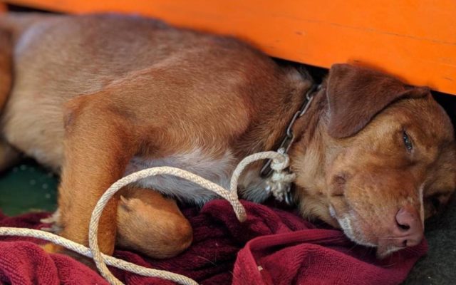 Dog Found Swimming 135 Miles From Shore