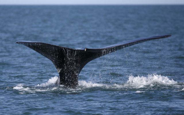 NOAA Fisheries biologists record singing by rare right whale