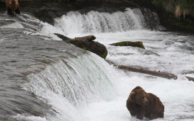 New Alaska park bridge aimed at limiting bear encounters