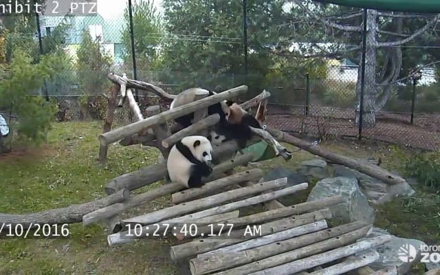 Nothing Funnier Than Watching Clumsy Panda Bears!