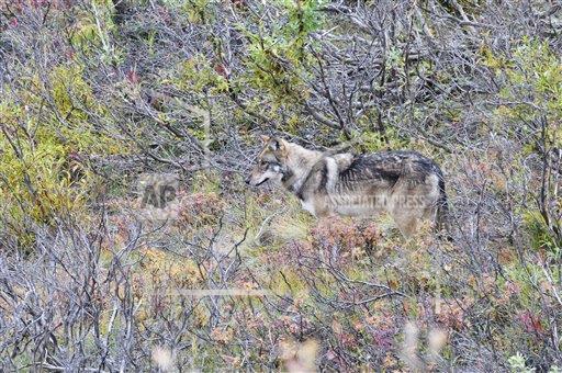 Warning issued after wolf kills dog northwest of Fairbanks