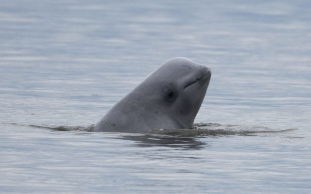 Groups give notice they will sue to protect beluga whales