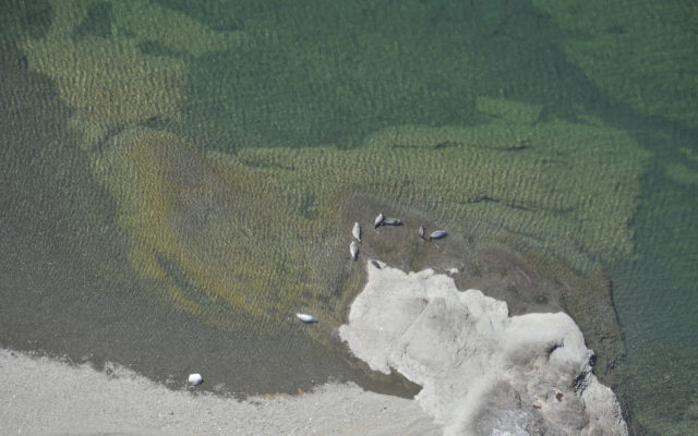 Group seeks endangered species listing for Alaska lake seals