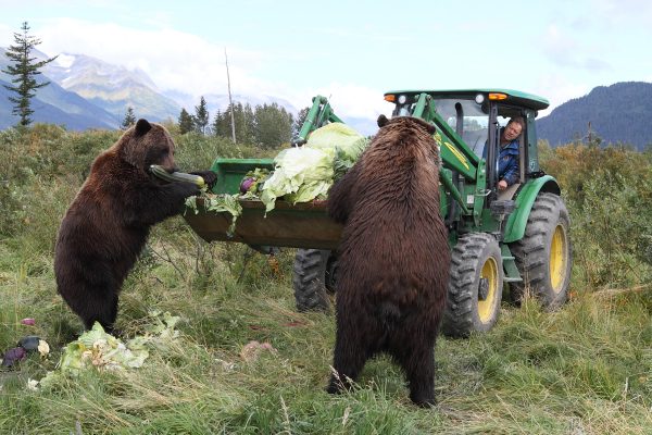 Take The Family On A Road Trip To The Alaska Wildlife Conservation Center!