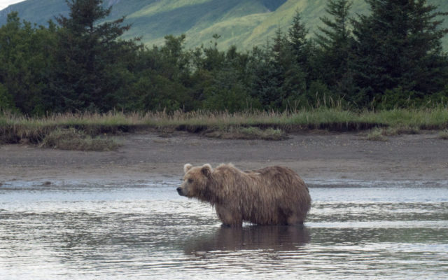 9-year-old seriously injured in Alaska brown bear mauling