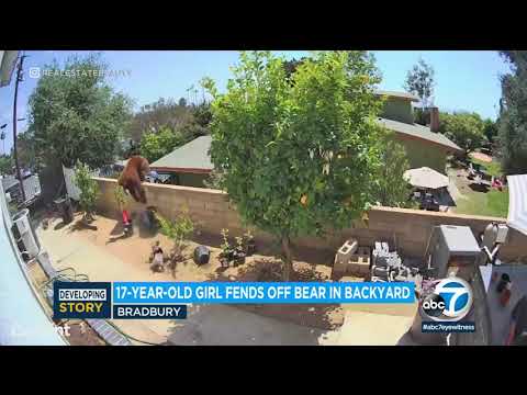 Teen Pushes Bear Off of Fence to Save Dog