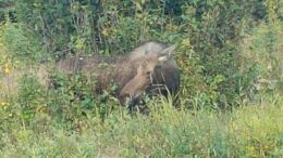 Always a lucky day when you see a moose.  This was right outside of Earthquake Park.