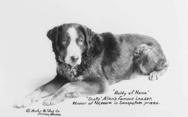 Baldy of Nome, The Most Famous Alaskan Dog You’ve Never Heard Of – Past Frontier