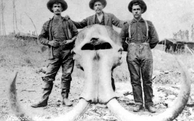 Mastodons, Drunk Cows, and Other Alaskan Tall Tails
