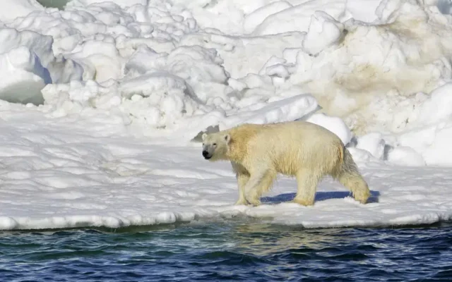 Polar bear emerged unseen from snowstorm to kill mom, son