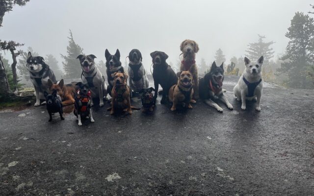 The Story of Skagway's Mo Mountain Mutts Going Viral With Their Puppy Bus