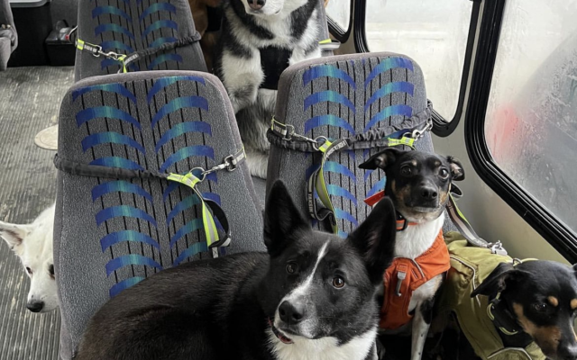 Doggie Daycare Bus in Skagway Goes Viral on TikTok