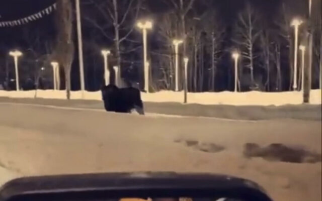 The Full Story on the Viral Moose Attack