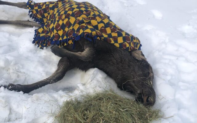 Story From The Man Who Saved a Moose From Freezing to Death in Seymour Lake