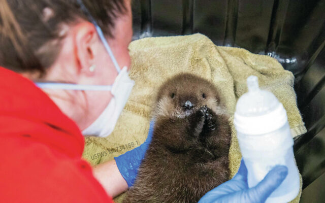 Sea Otter Pup recovering at Alaska SeaLife Center after orca attack kills mother